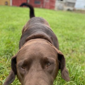 Meet your Posher, Lindsey